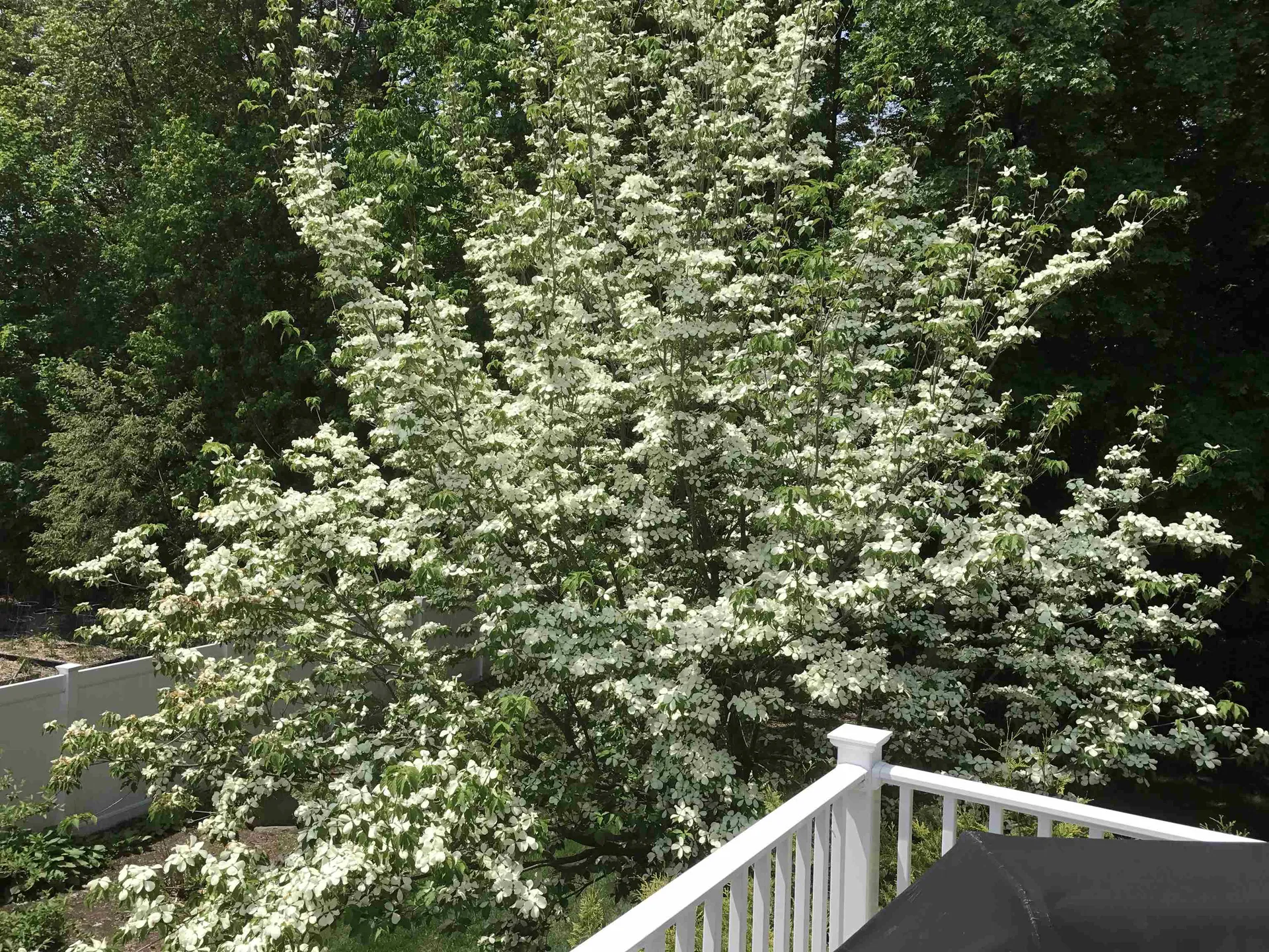 14 Loren Road Salem NH 03079