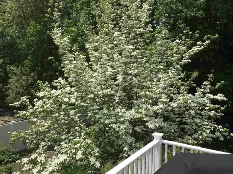 14 Loren Road Salem NH 03079