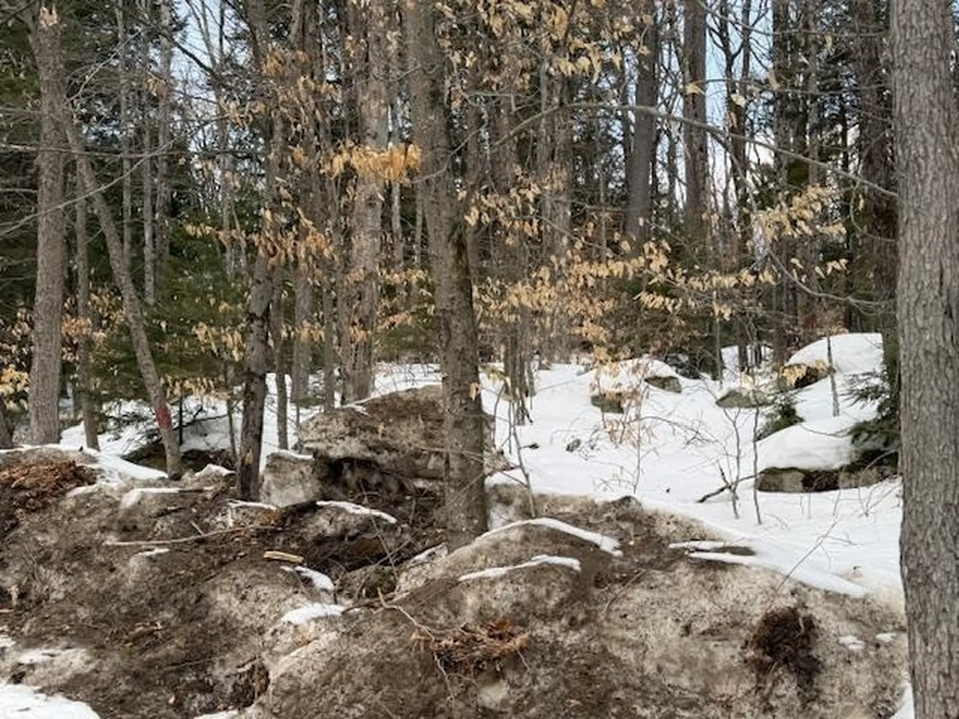 Map 6 Lot 103 Route 16 Albany NH 03818