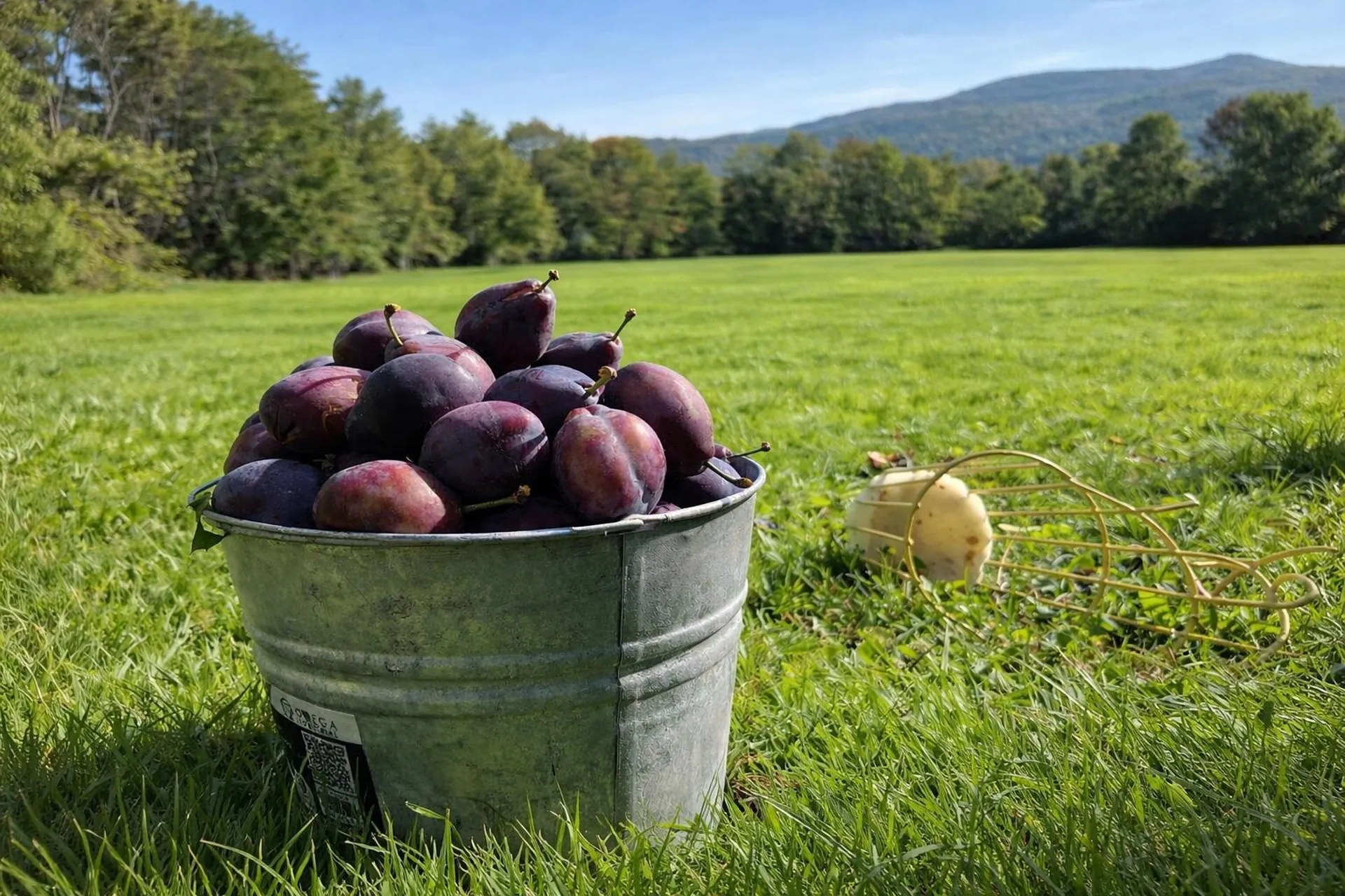 882 Mitchell Road Shrewsbury VT 05738