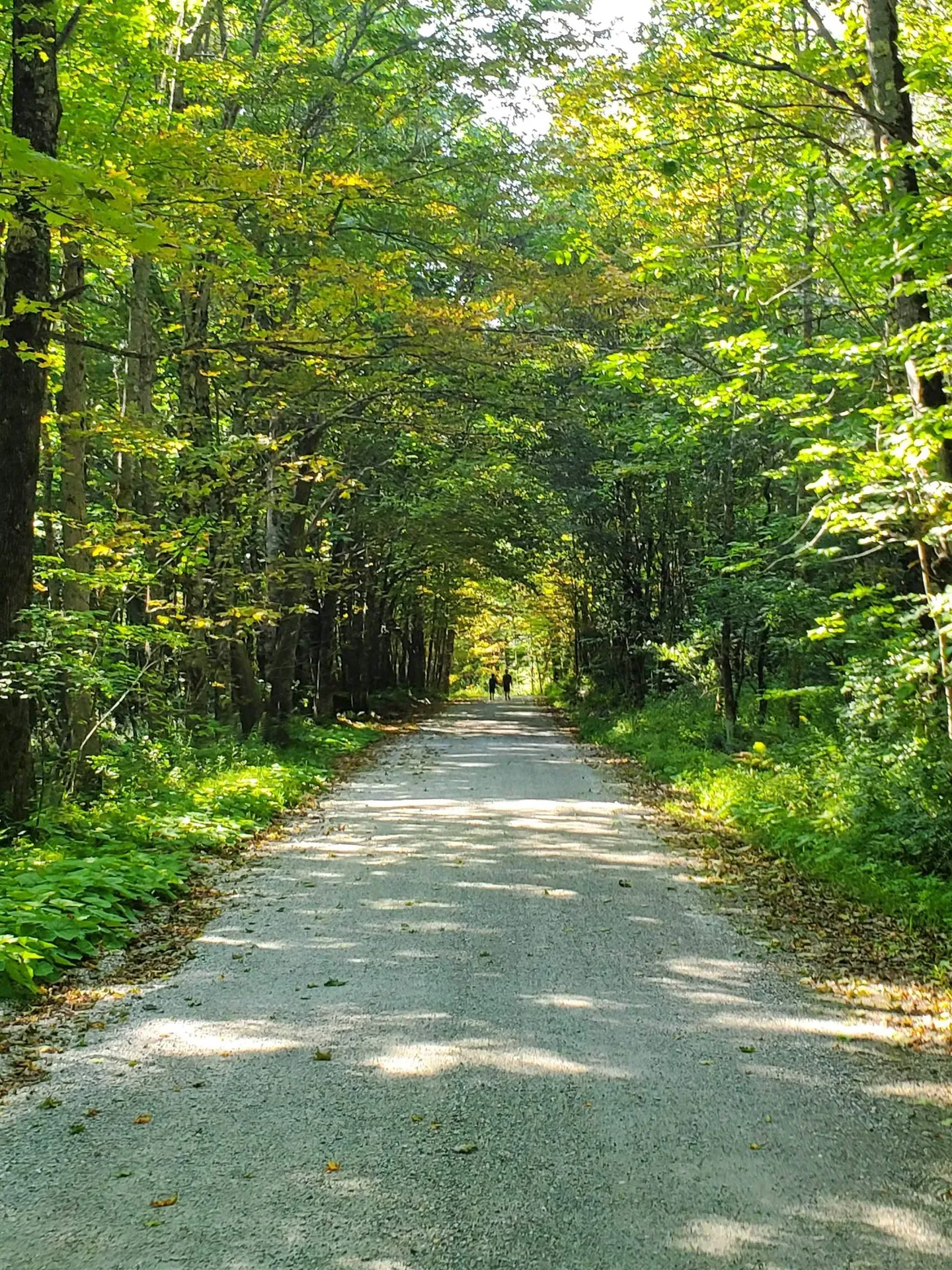 882 Mitchell Road Shrewsbury VT 05738