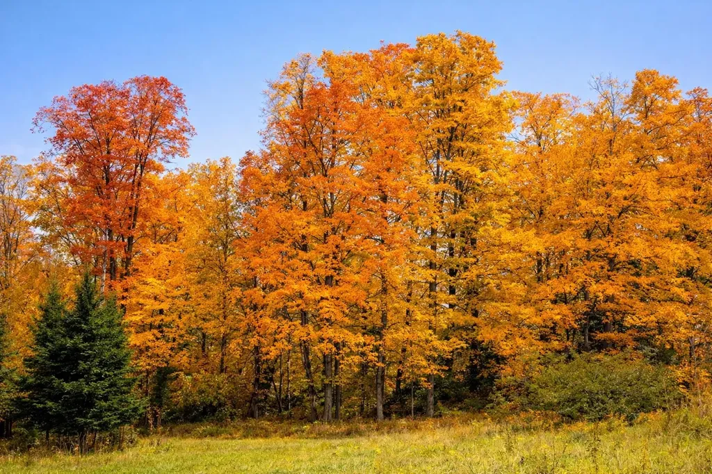 687 Chilafoux Hill Road Irasburg VT 05845