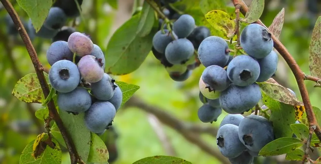 129 Ranger Road Rochester VT 05767