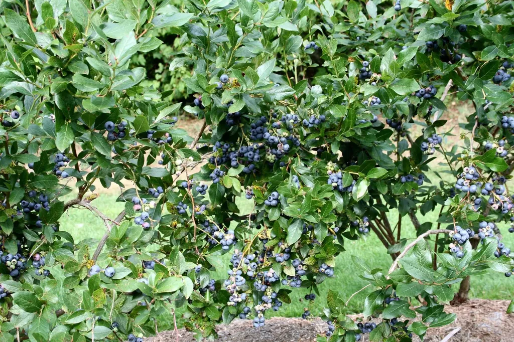 129 Ranger Road Rochester VT 05767