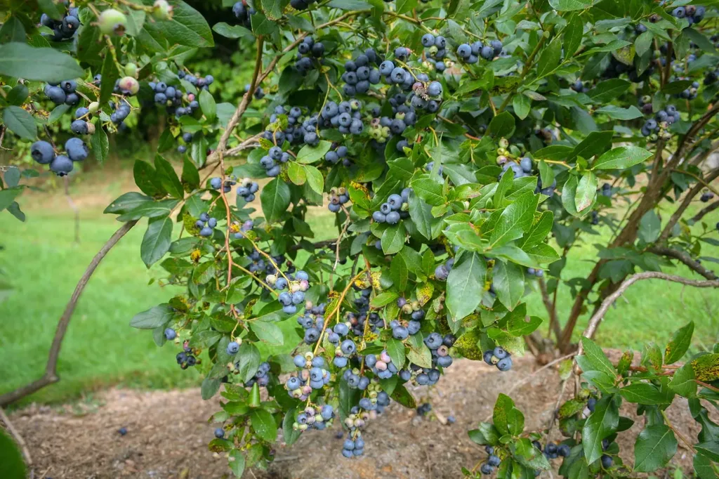 129 Ranger Road Rochester VT 05767