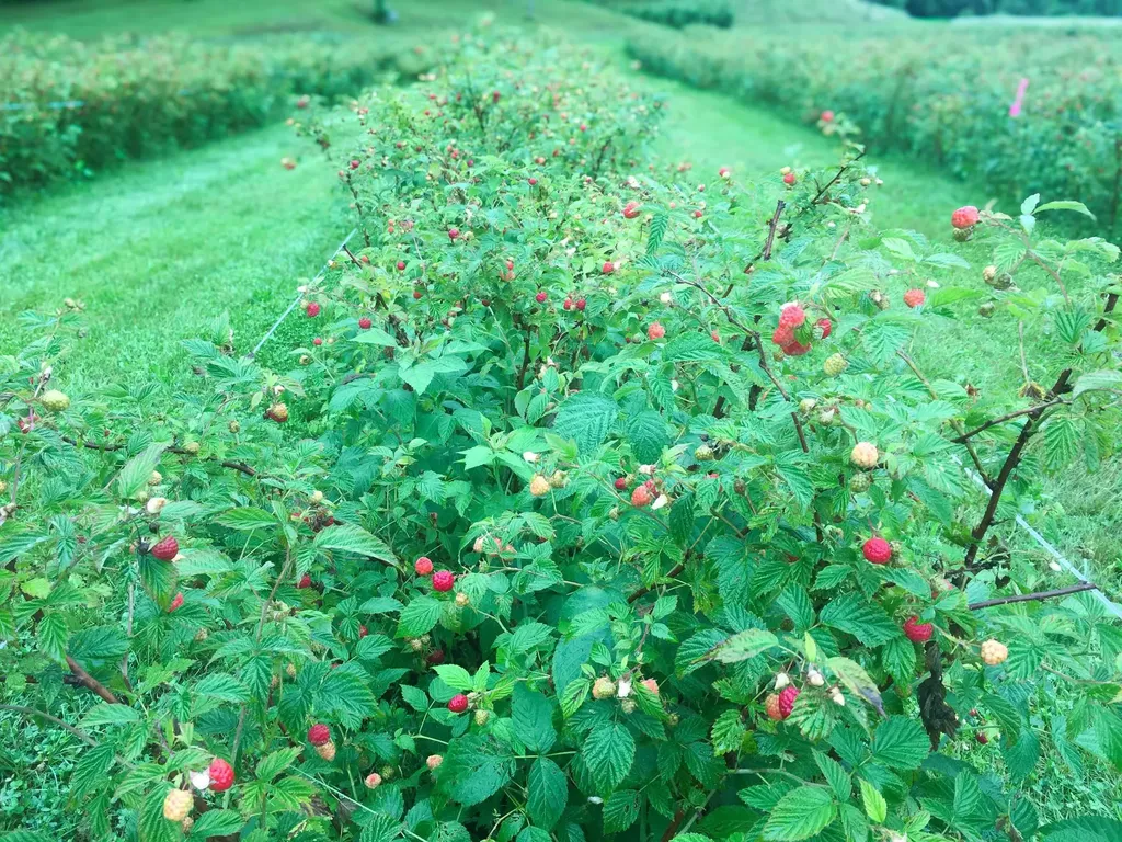 129 Ranger Road Rochester VT 05767