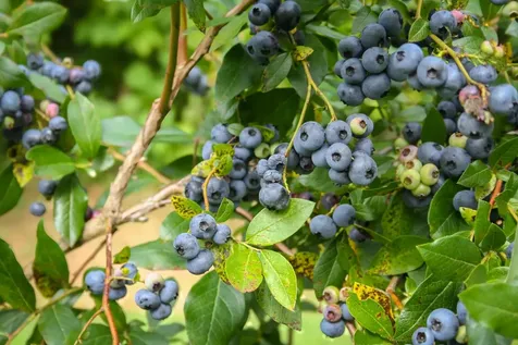 129 Ranger Road Rochester VT 05767