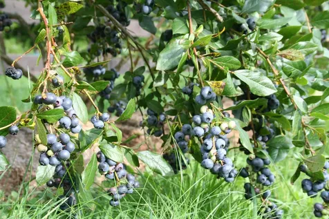 129 Ranger Road Rochester VT 05767