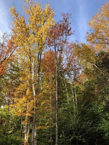 50 Banjo Drive Thornton NH 03285