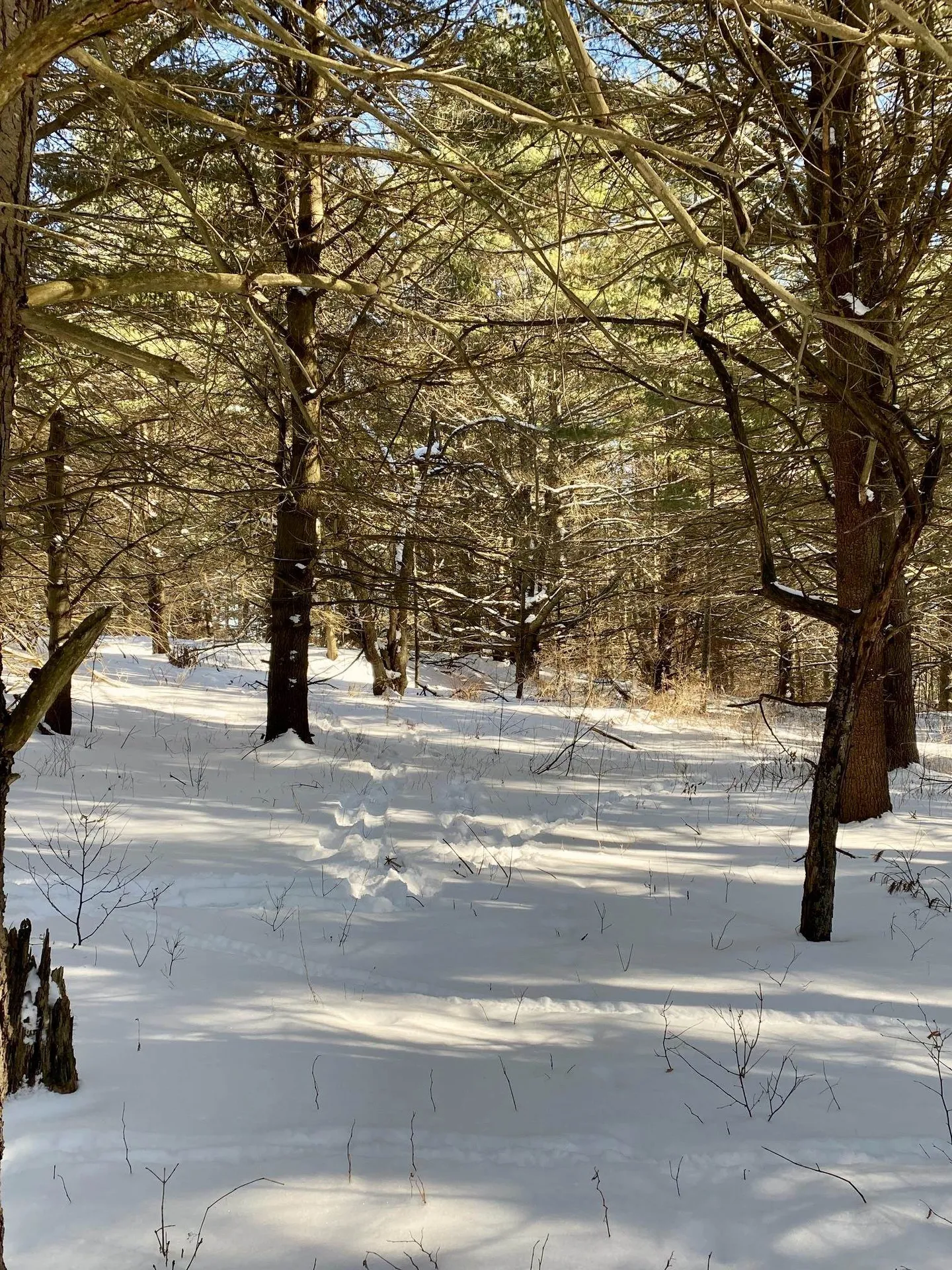 90 Vt Route 140 Tinmouth VT 05773