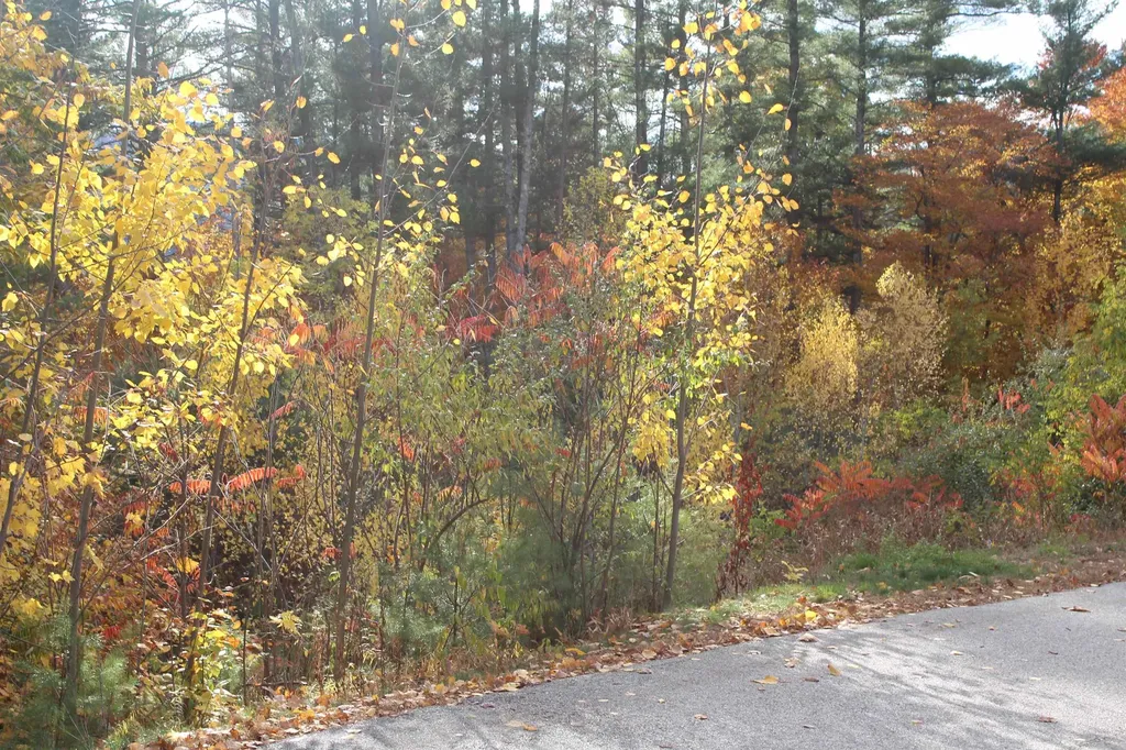 3 Beechwoods Drive Bartlett NH 03845