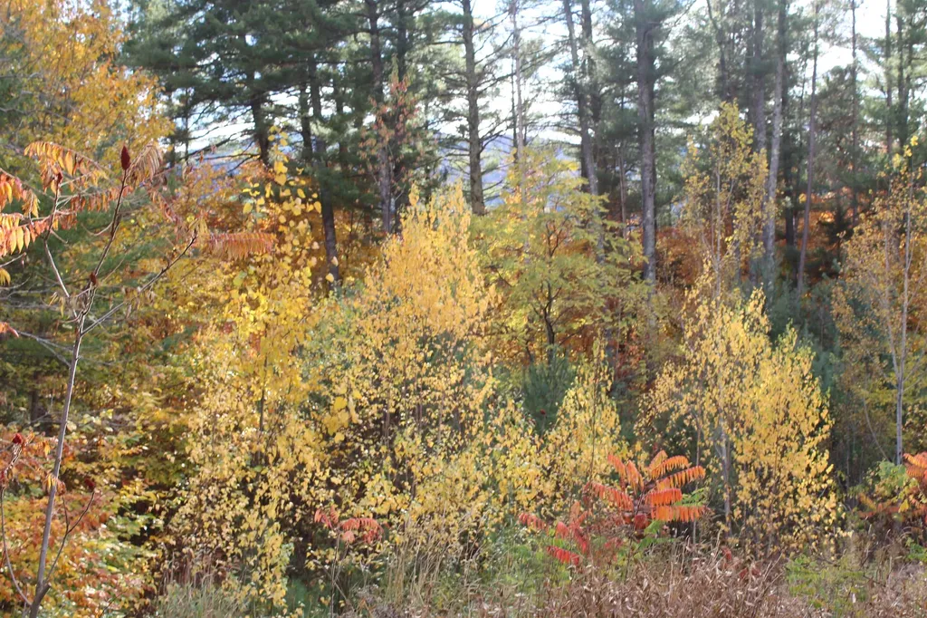 3 Beechwoods Drive Bartlett NH 03845