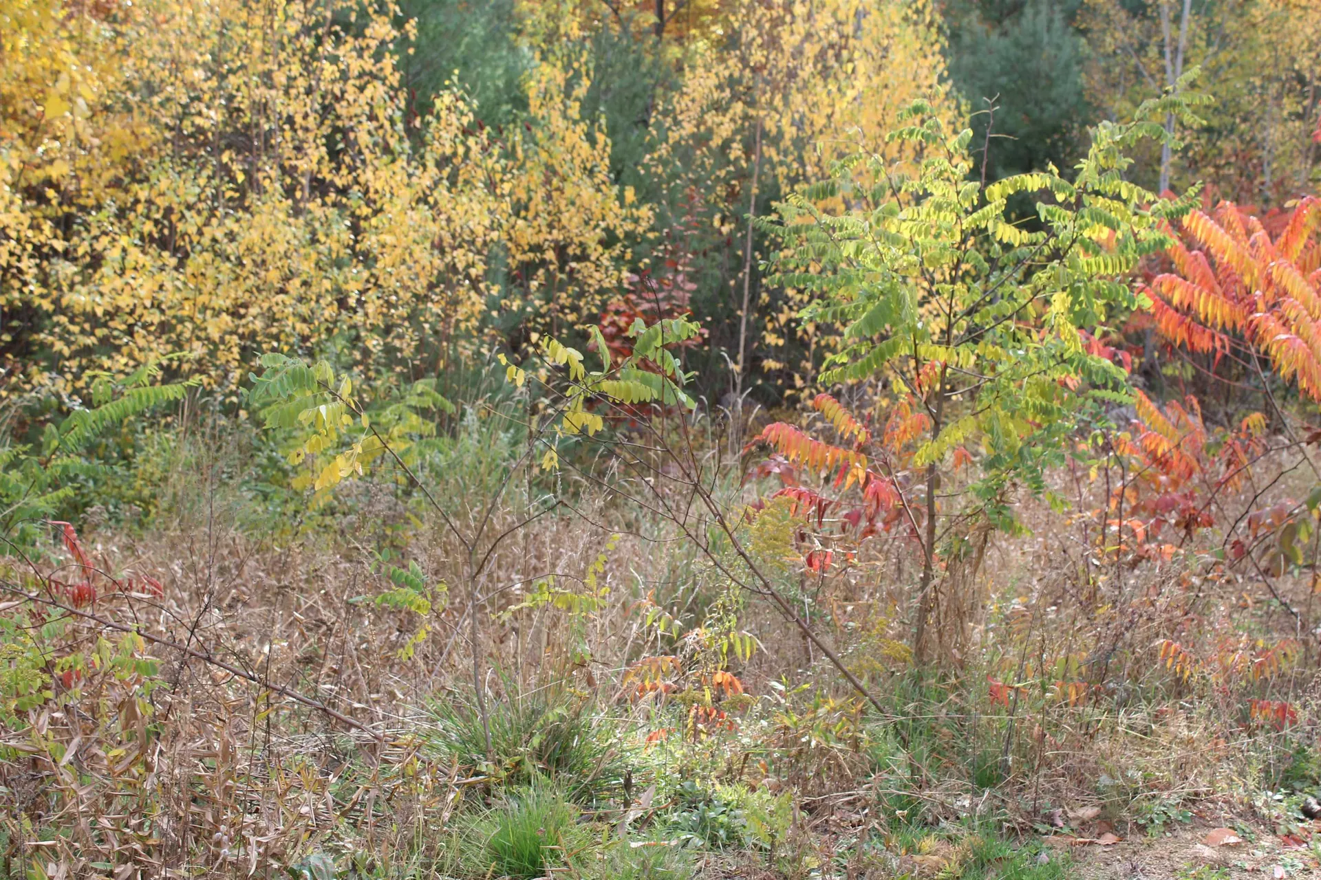 3 Beechwoods Drive Bartlett NH 03845