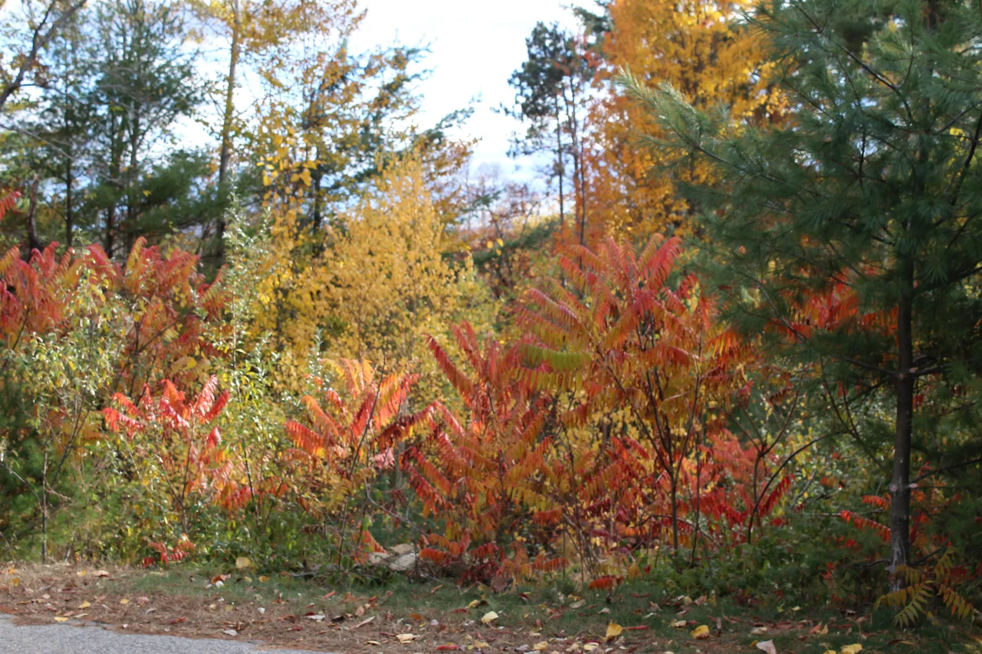 3 Beechwoods Drive Bartlett NH 03845