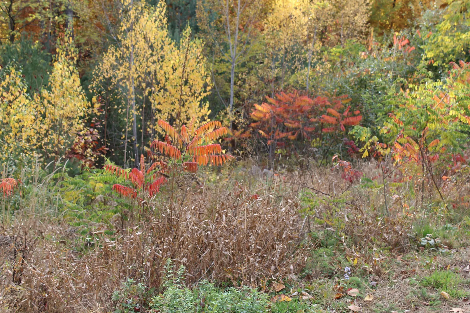 3 Beechwoods Drive Bartlett NH 03845