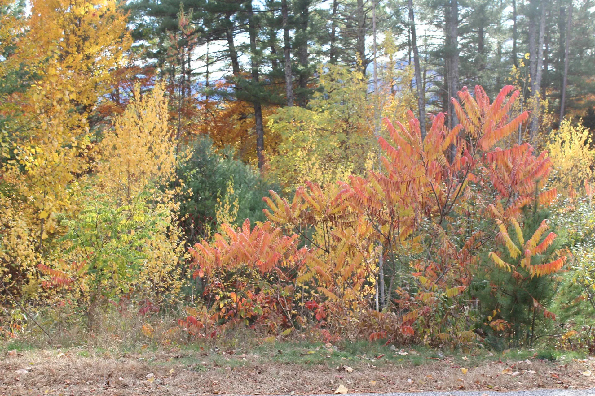 3 Beechwoods Drive Bartlett NH 03845