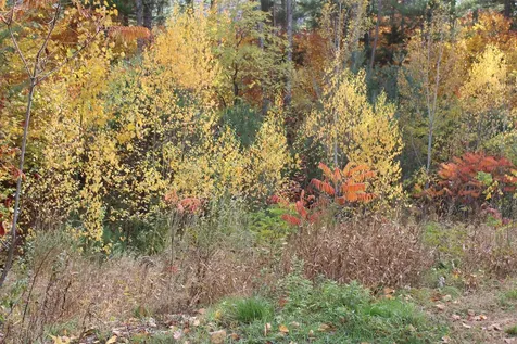 3 Beechwoods Drive Bartlett NH 03845