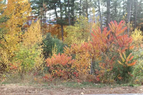 3 Beechwoods Drive Bartlett NH 03845