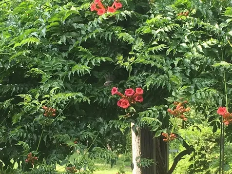 499 Plank Road Ferrisburgh VT 05491