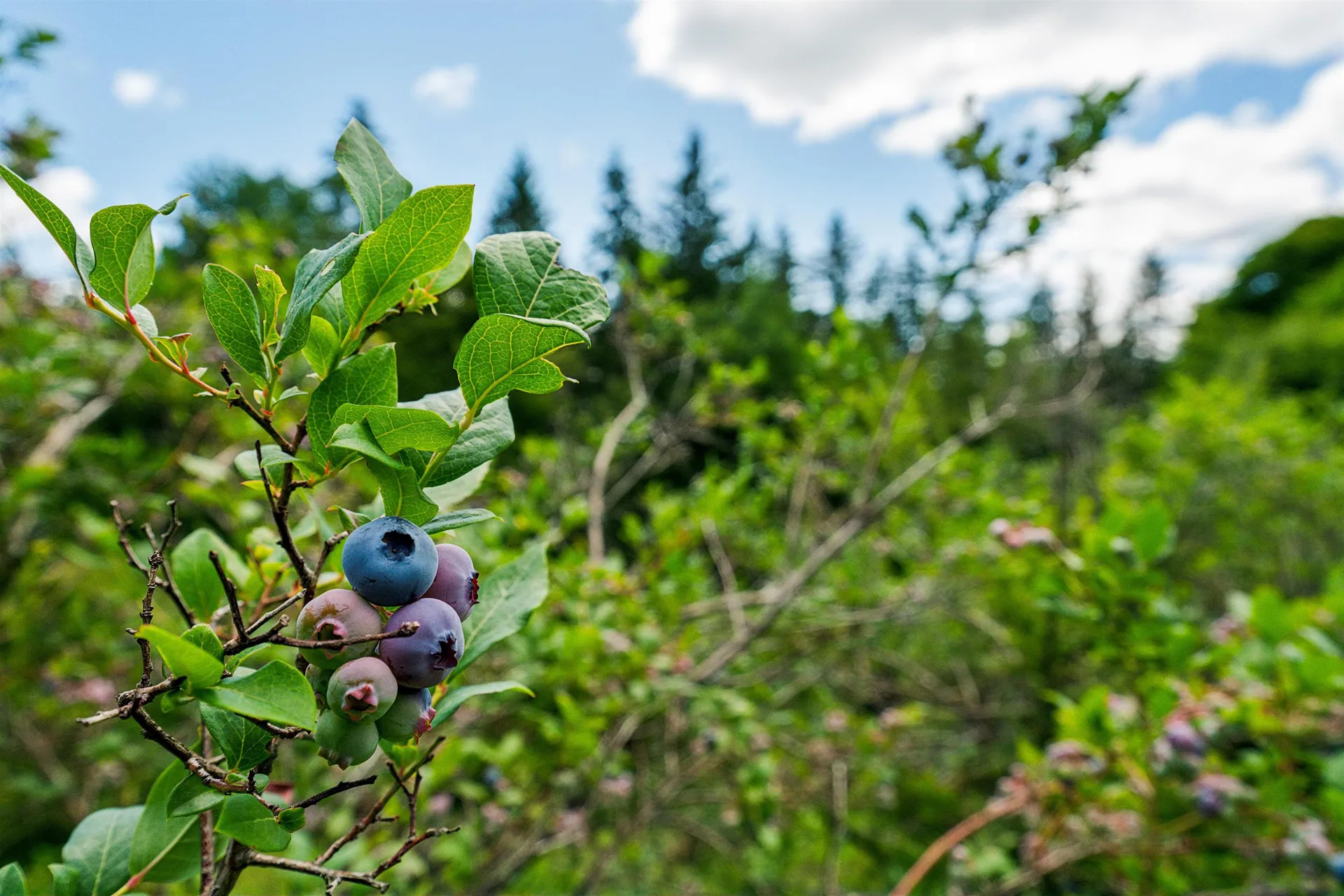 196 Cowdrey Outlook Barnard VT 05032
