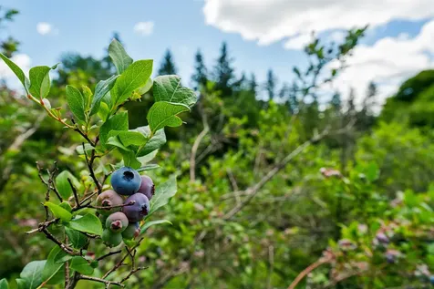 196 Cowdrey Outlook Barnard VT 05032
