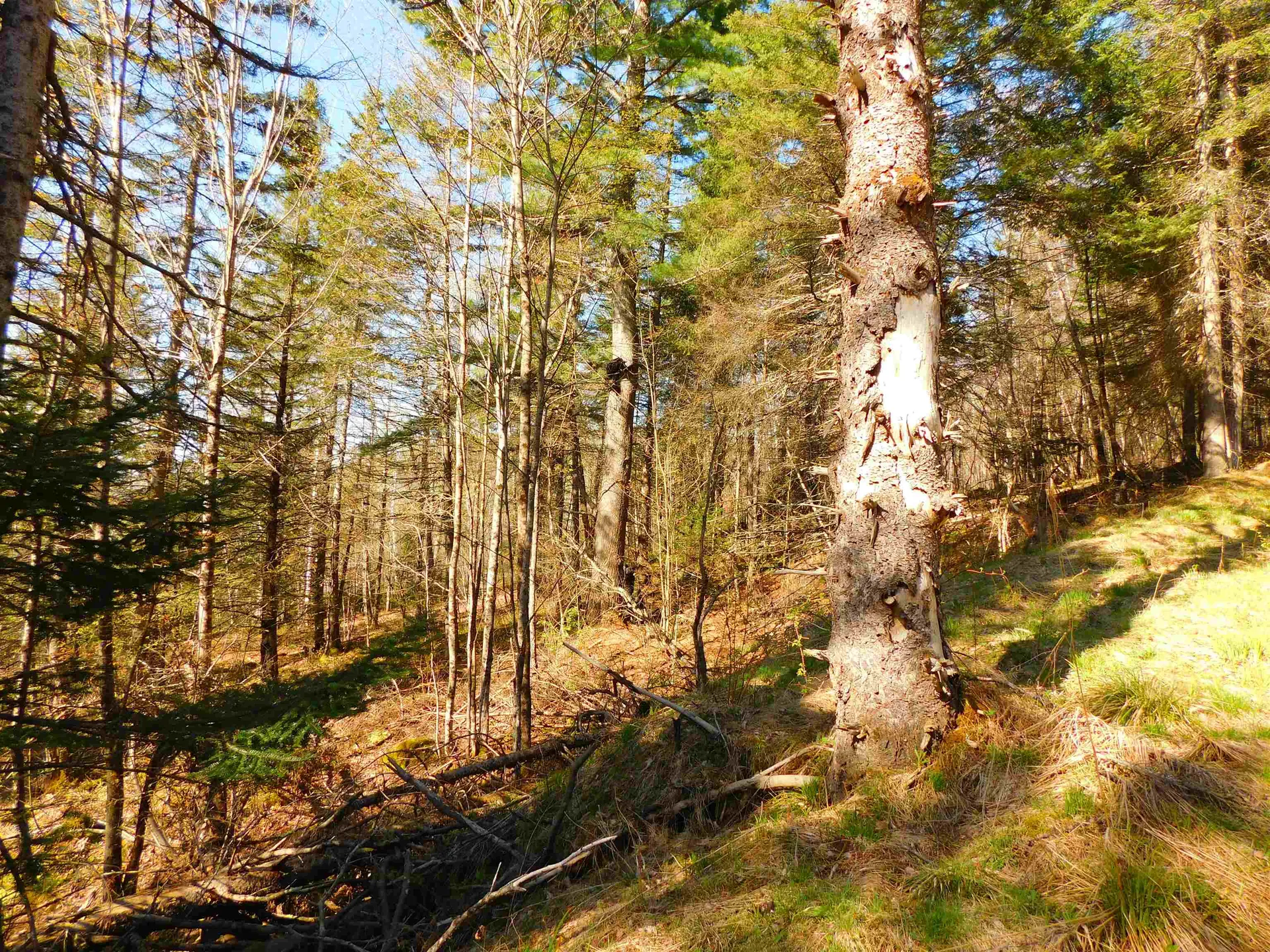 0 Piper Hill Road Colebrook NH 03576