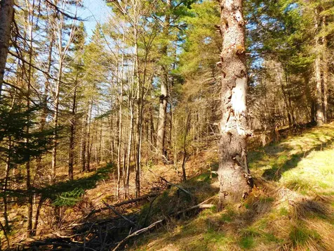 0 Piper Hill Road Colebrook NH 03576