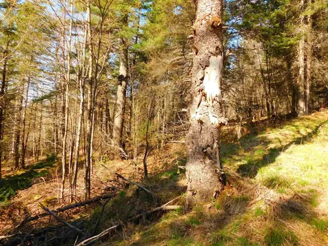0 Piper Hill Road Colebrook NH 03576