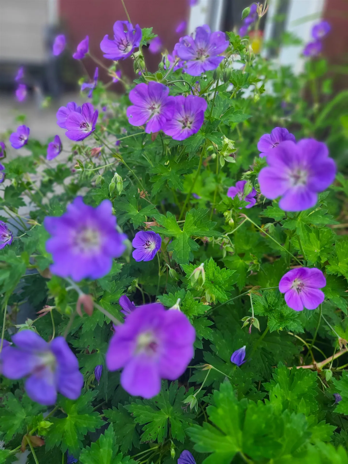 25 Marshall Avenue Hartford VT 05001