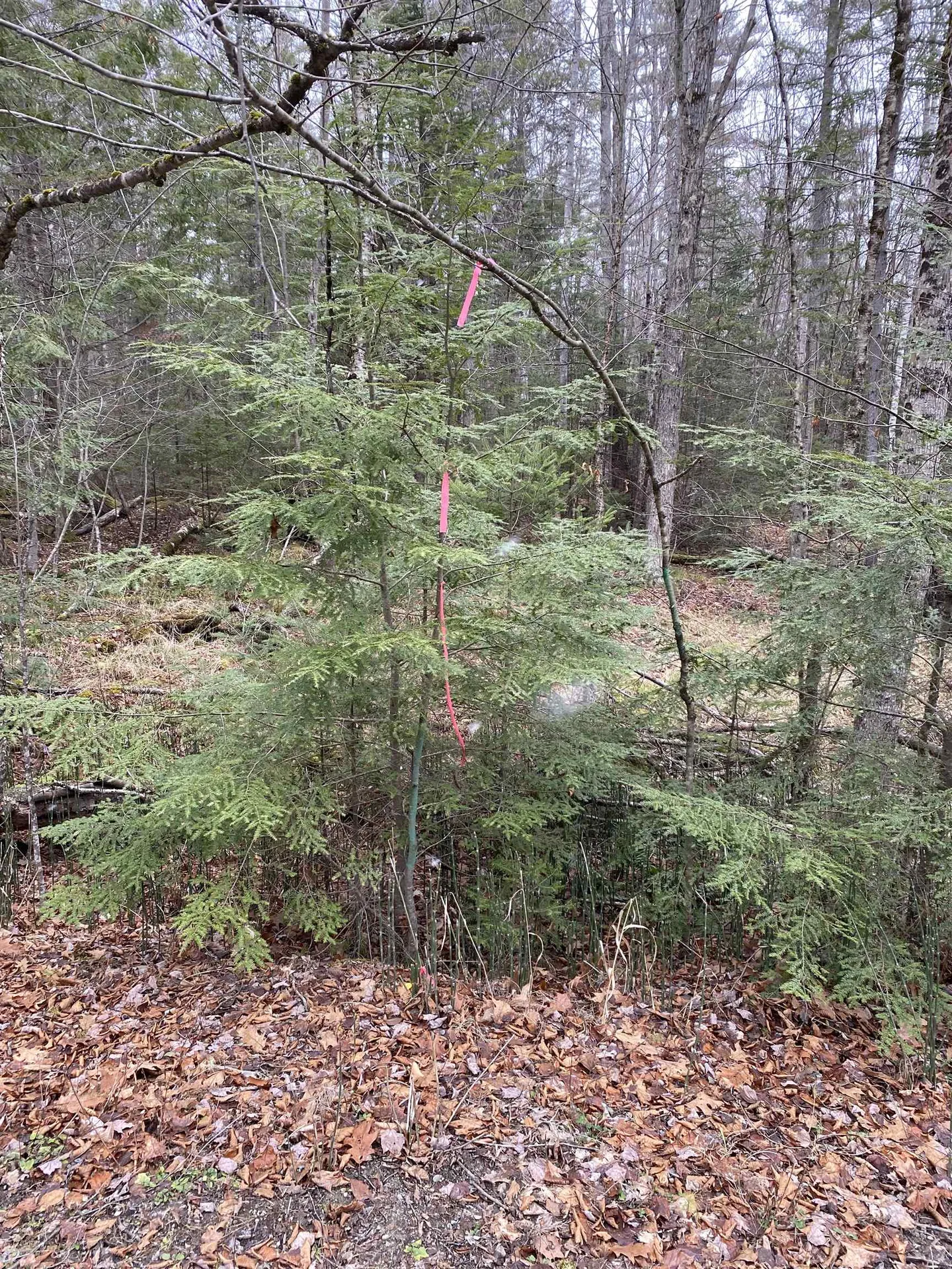 84 Vernon Avenue Haverhill NH 03765