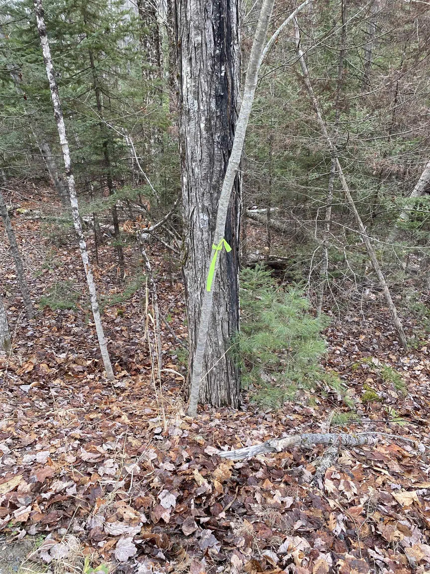 84 Vernon Avenue Haverhill NH 03765