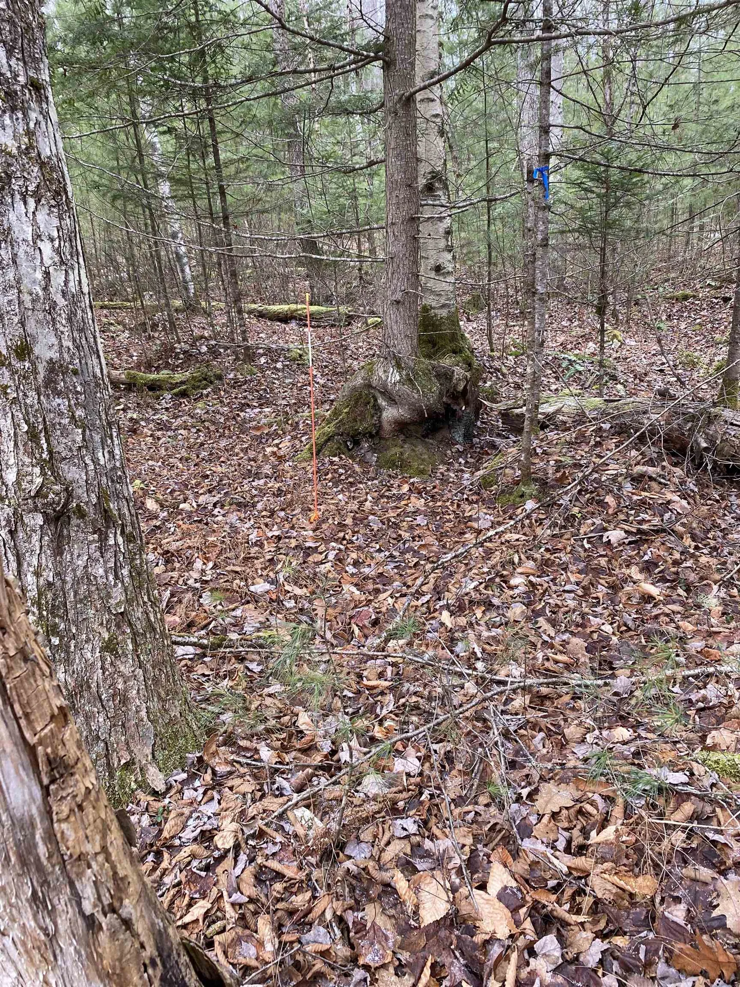 84 Vernon Avenue Haverhill NH 03765