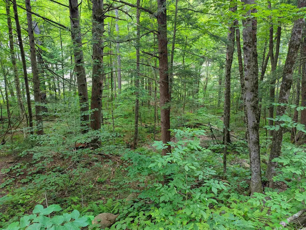 32 Hunter Brook Road Newfane VT 05351