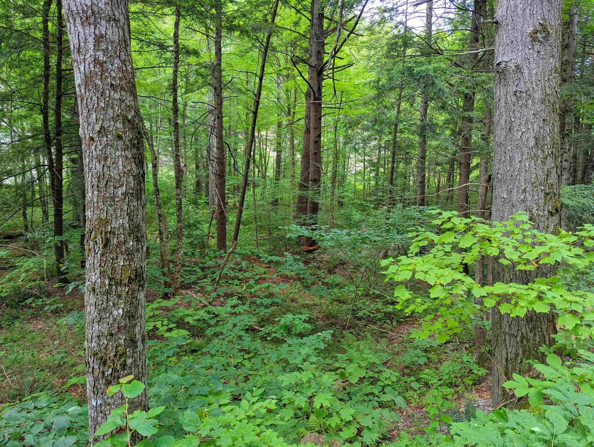 32 Hunter Brook Road Newfane VT 05351