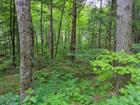 0 Hunter Brook Road Newfane VT 05351