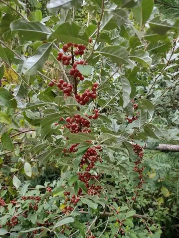 38 Pond Brook Road Wentworth NH 03282