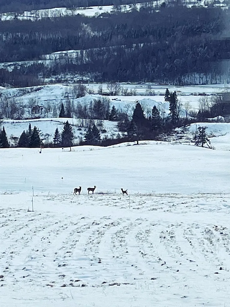 32 Smith Farm Road Barton VT 05822