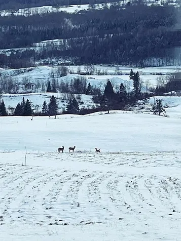 32 Smith Farm Road Barton VT 05822