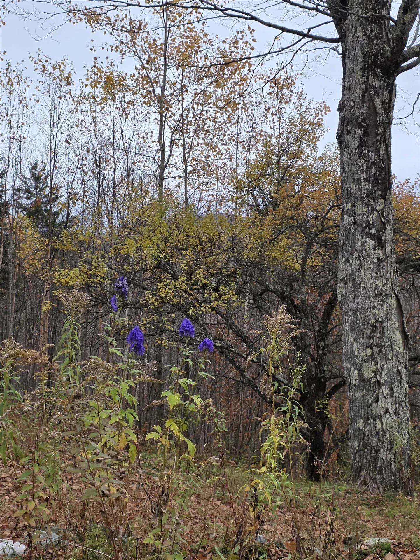 1846 Dartt Hill Road Bethel VT 05032