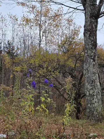 1846 Dartt Hill Road Bethel VT 05032