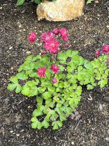 535 Darby Drive Belmont NH 03220