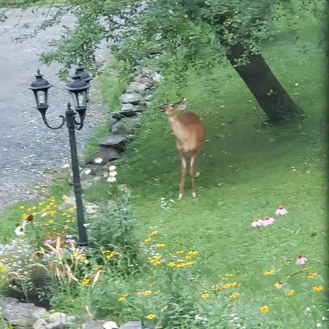 118 North Road Sunapee NH 03782