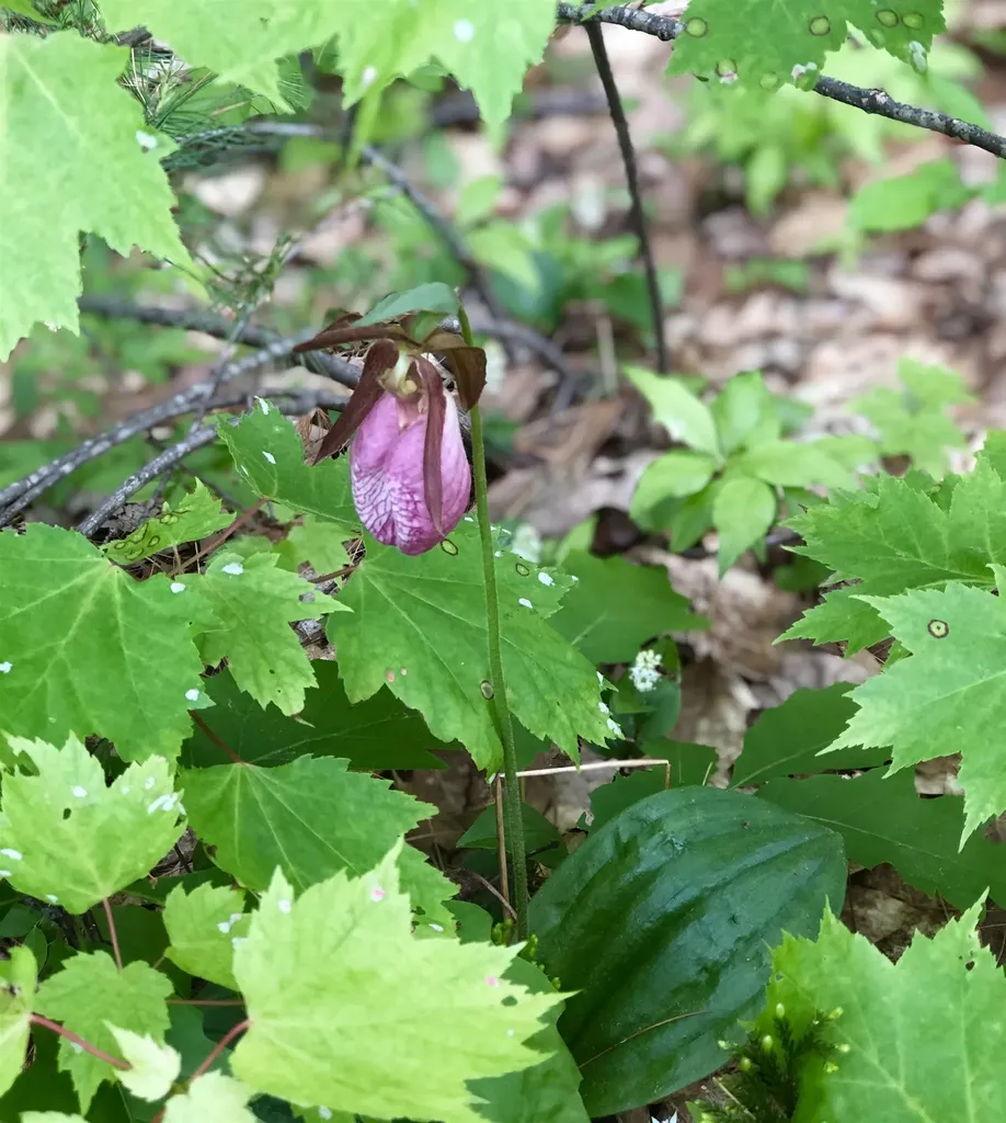 35 Pinnacle Ridge Road Meredith NH 03253