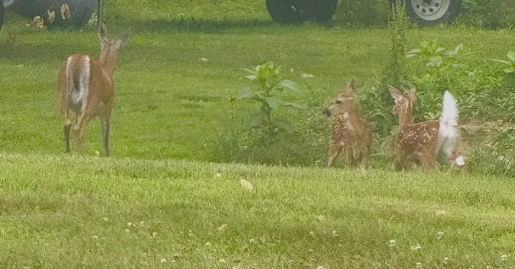 35 Pinnacle Ridge Road Meredith NH 03253