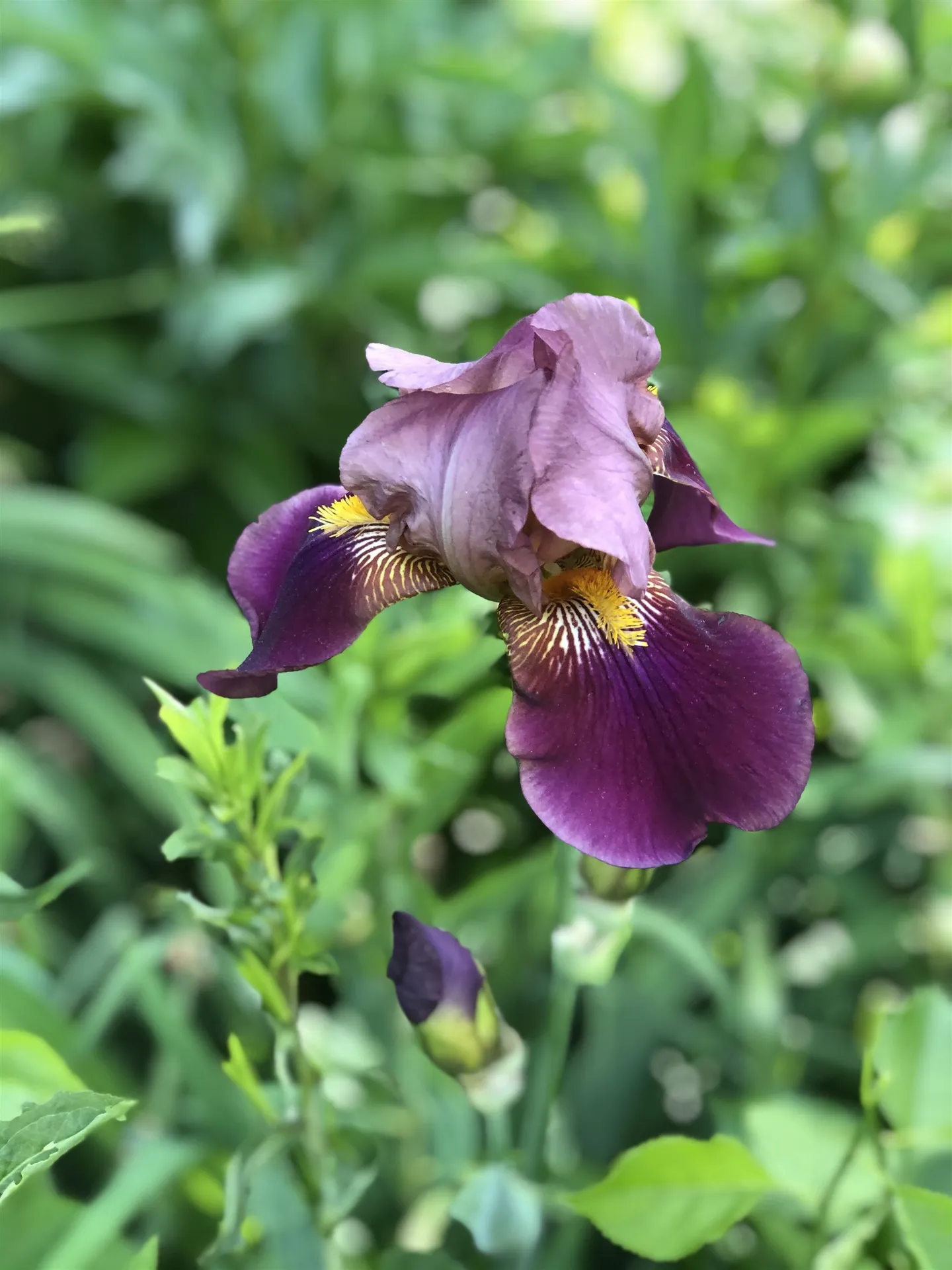 35 Pinnacle Ridge Road Meredith NH 03253