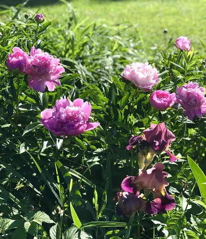 35 Pinnacle Ridge Road Meredith NH 03253