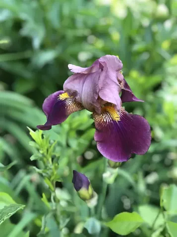 35 Pinnacle Ridge Road Meredith NH 03253