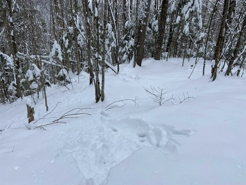 0 Fall Brook Road Wheelock VT 05851-000