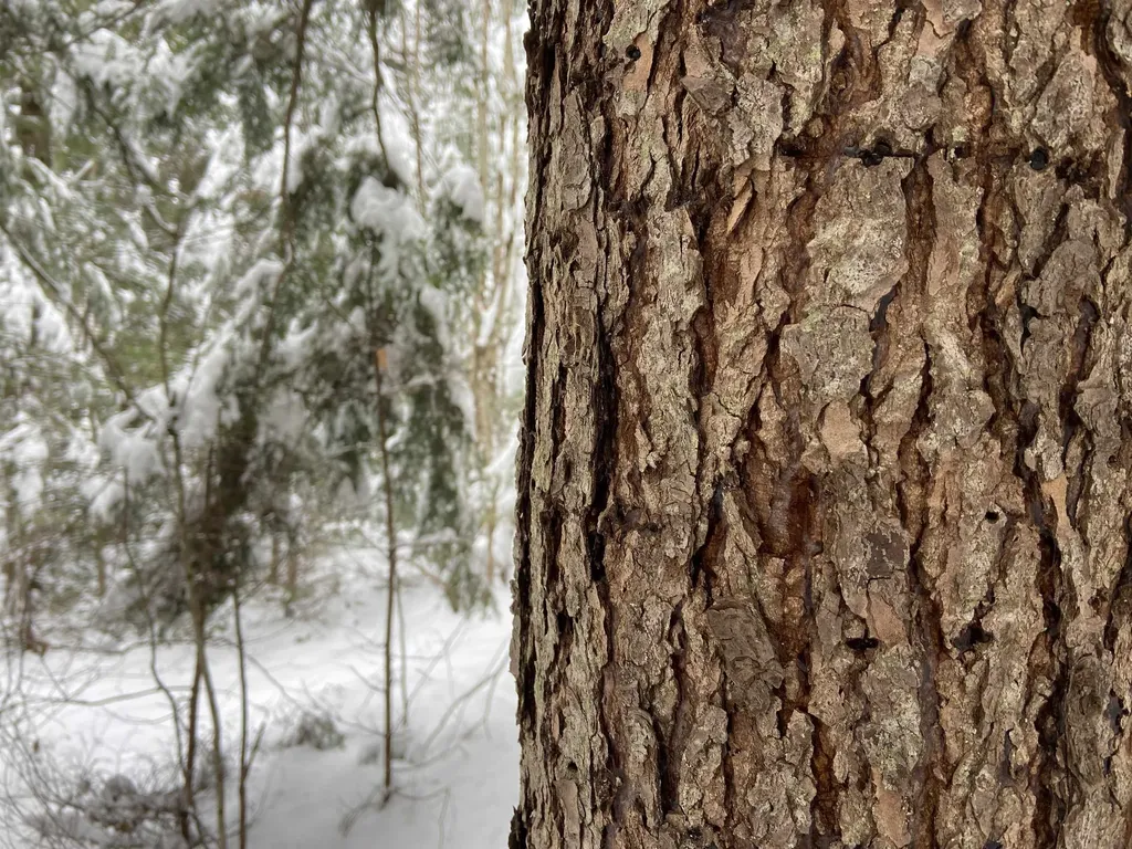 0 Fall Brook Road Wheelock VT 05851-000