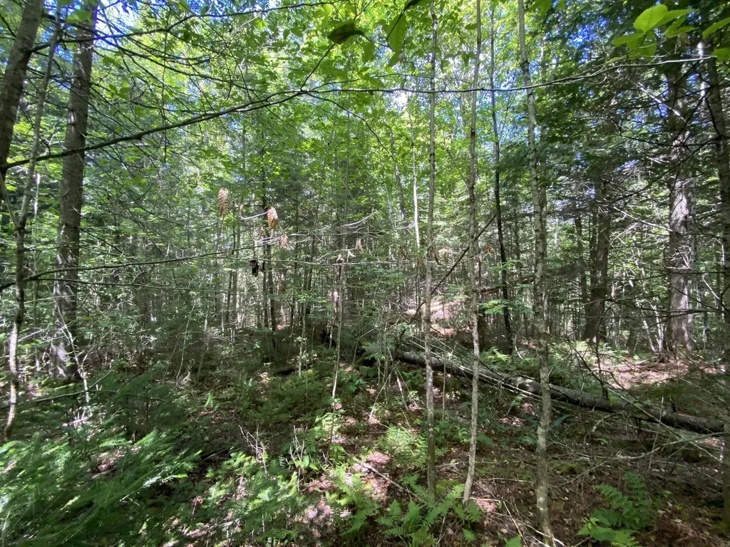 0 Fall Brook Road Wheelock VT 05851-000